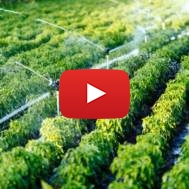 Irrigation, plants, farm