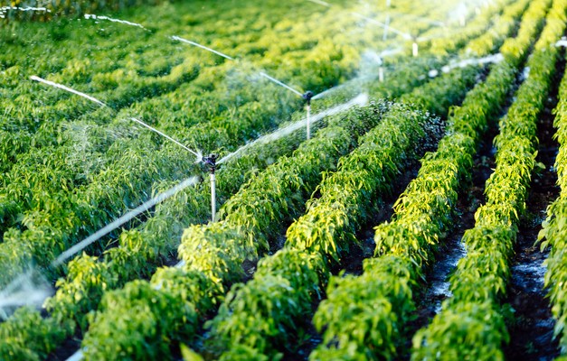 Irrigation, plants, farm