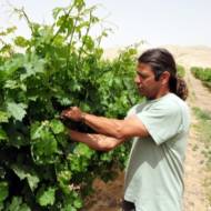 An Israeli farmer tends to his vineyard in the Negev Desert