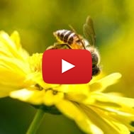 Honey Bee