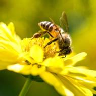 Honey Bee