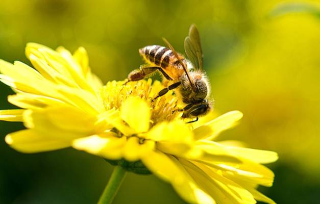 Honey Bee
