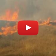 Palestinian arson terror