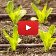 Israeli agriculture