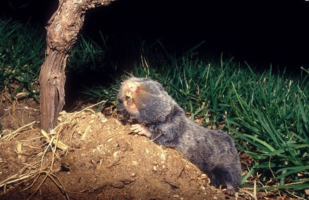 Middle East Blind Mole Rat