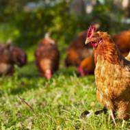 chicken