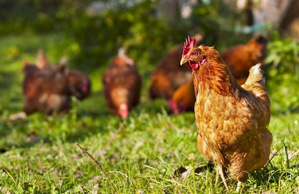 chicken