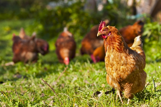 chicken