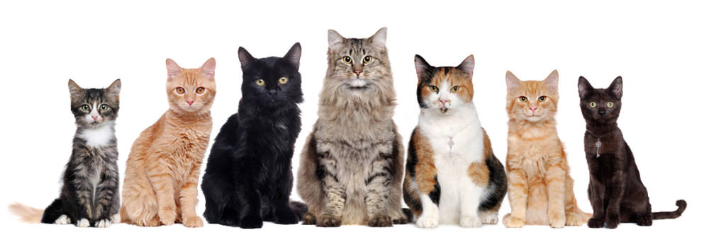 cats