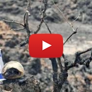 Burned southern Israel