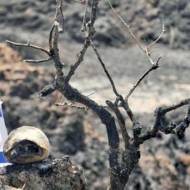 Burned southern Israel