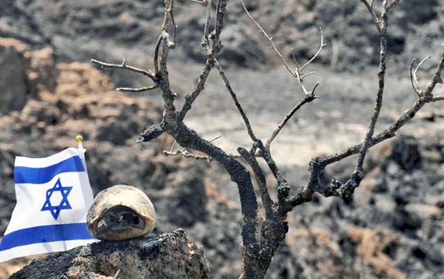 Burned southern Israel