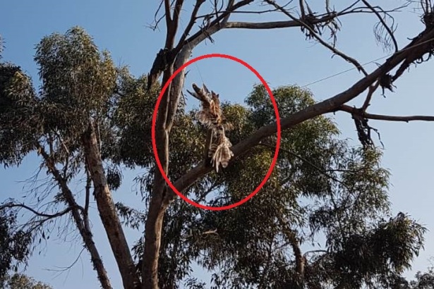 falcon Hamas