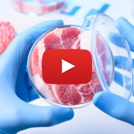 Meat in a lab