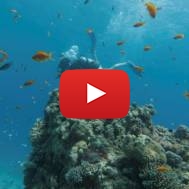 Eilat's reef