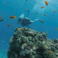 Eilat's reef