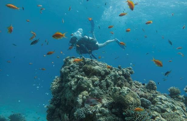 Eilat's reef