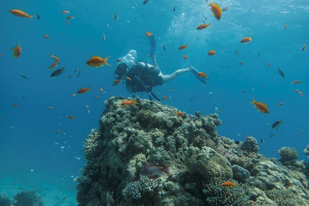 Eilat's reef