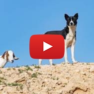 Canaan dog in Israel. (shutterstock)