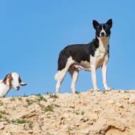 Canaan dog in Israel. (shutterstock)