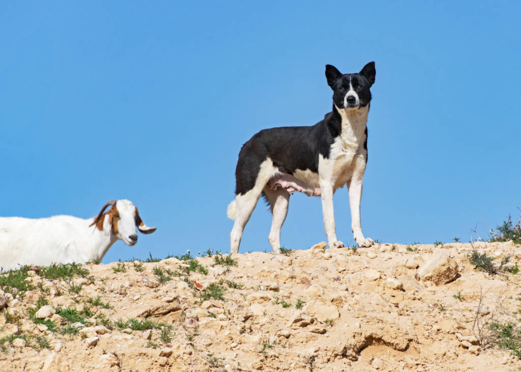 Canaan dog in Israel. (shutterstock)