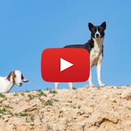 Canaan dog in Israel. (shutterstock)