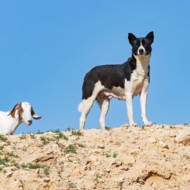 Canaan dog in Israel. (shutterstock)