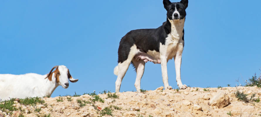 Canaan dog in Israel. (shutterstock)