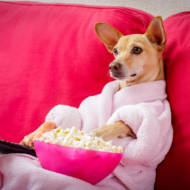 Dog TV