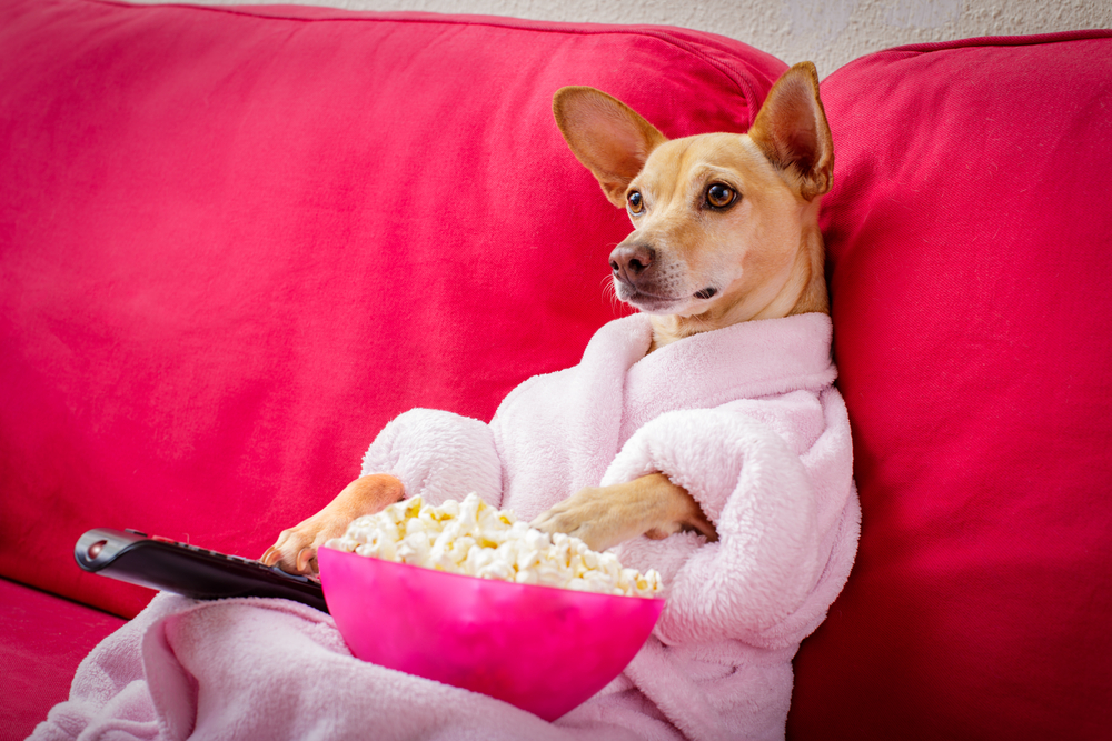 Dog TV