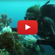 Diving in Eilat's coral reefs. (Screenshot)