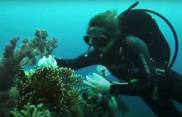 Diving in Eilat's coral reefs. (Screenshot)