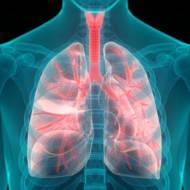 lungs