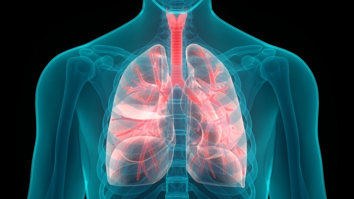 lungs