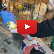 Israeli Police Save Cat
