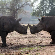 The baby rhinoceros' parents at the Ramat Gan Safari near Tel Aviv. (Flash90)
