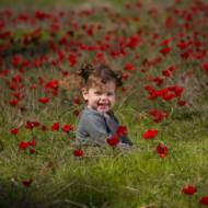 Anemones carpet in southern Israel