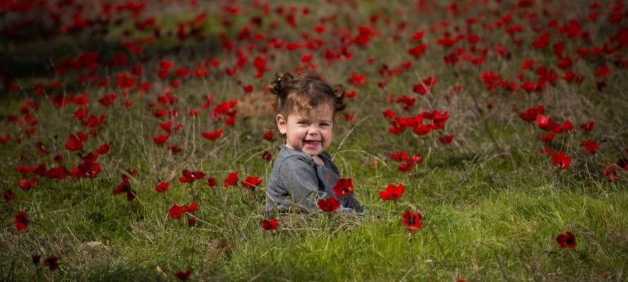 Anemones carpet in southern Israel