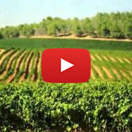 Fertile land of Israel