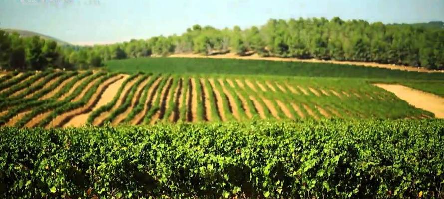 Fertile land of Israel