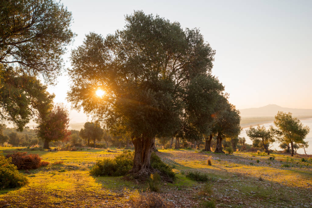 Trees in Israel