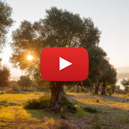 Trees in Israel