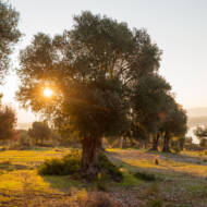 Trees in Israel