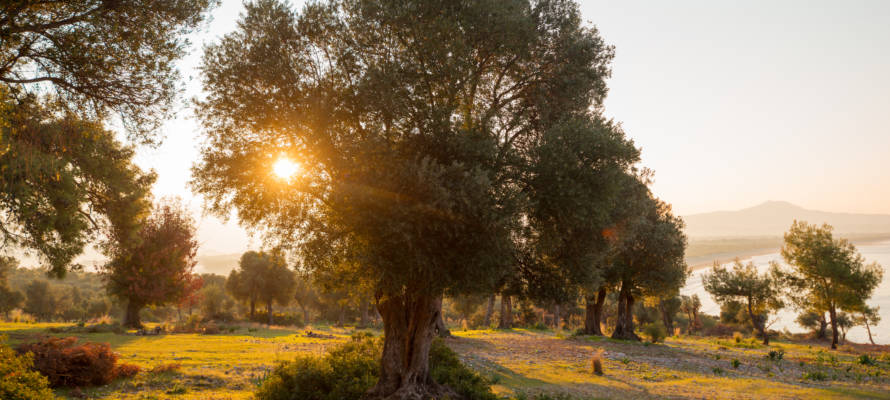 Trees in Israel