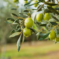 Olive tree