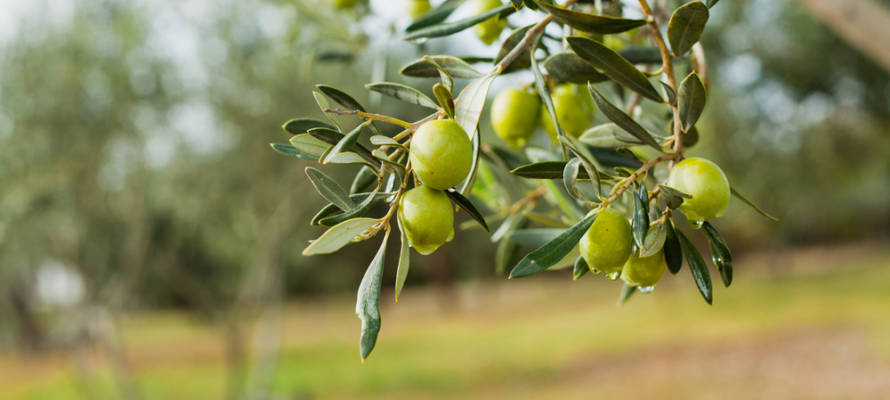 Olive tree
