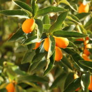 orange tree