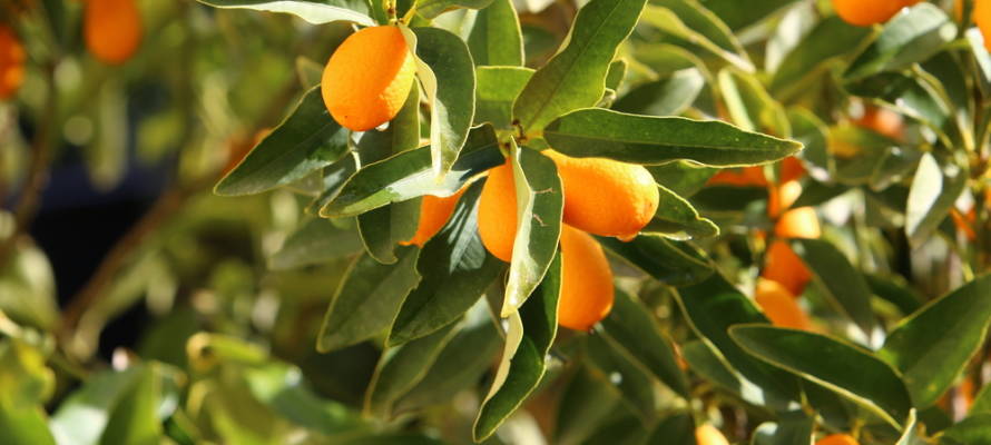 orange tree