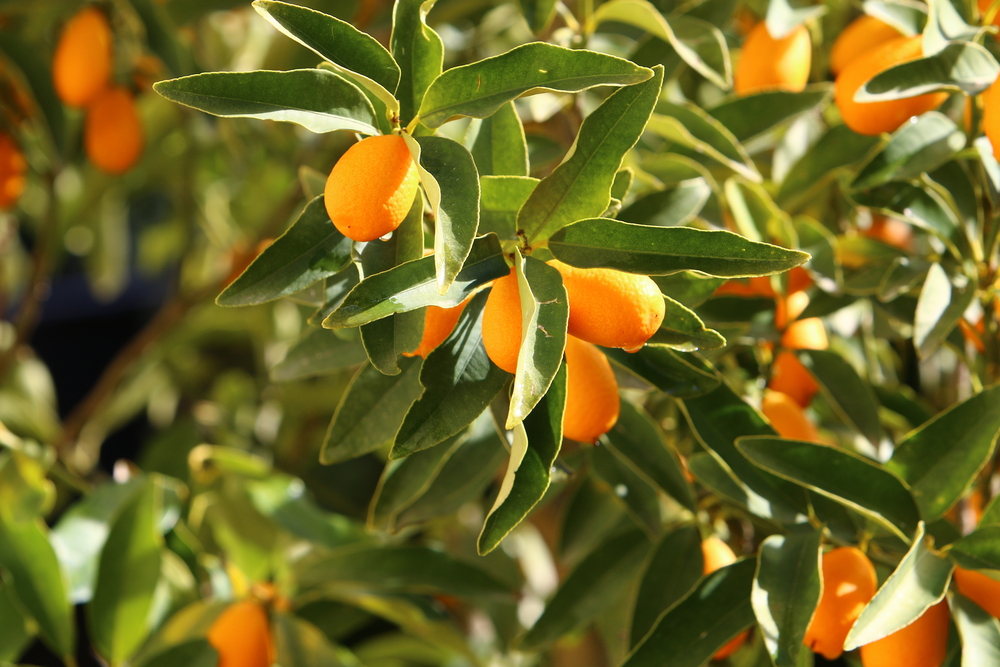 orange tree