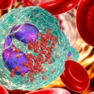 blood cells